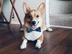 Ollie the Corgi